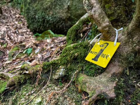 屋久島の世界遺産「縄文杉」!おすすめのトレッキングコースや見どころ・アクセス方法を紹介
