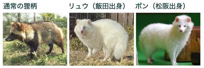 白タヌキが長野〜三重まで広がっていた!「アルビノ遺伝子」の広域拡散は世界初の事例(京都大学)