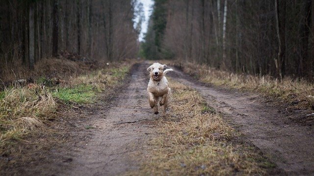 犬は「地球の磁気」を感知する。うんちのときに北を向くって知ってた?