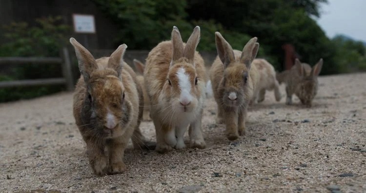 世界のフシギな島10選! 「口笛で会話するトリがいる島」