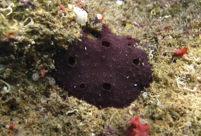 8億9000年前、酸素が少ない時代を生きた「最古の動物化石」を発見か