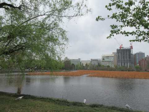 上野公園の楽しみ方を解説!自然に美術に動物園まで、上野公園の見どころを徹底網羅
