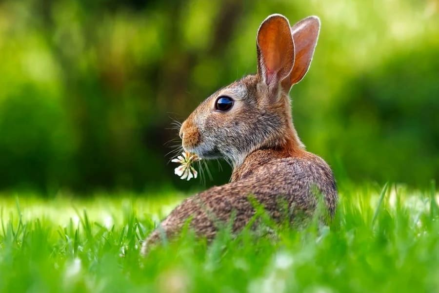 ウサギはうんちを食べ、クマノミは性別を変える!?あなたの知らない「トンデモ習性」を持つ動物10選