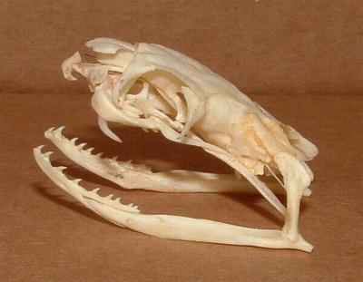 世界でもっとも口が伸びる生き物は?
