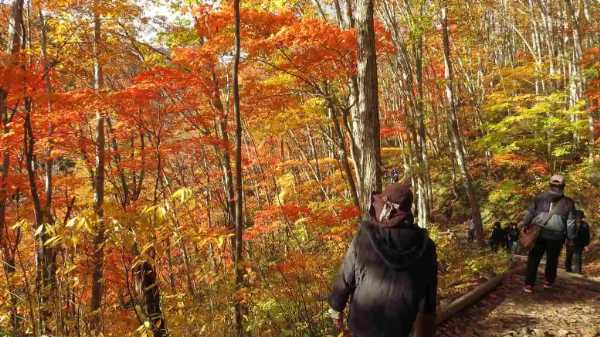 圧巻の眺めを満喫、鳴子峡の紅葉の見どころを解説!散策後に寄れる観光スポットも!