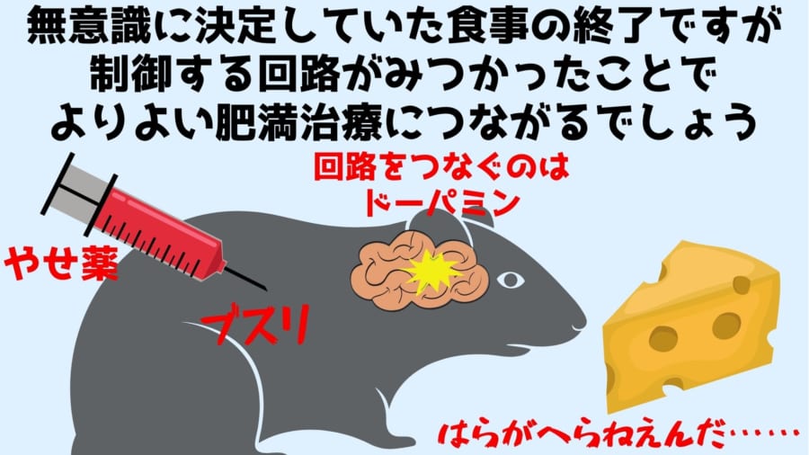 食事の「やめどき」を制御する脳の神経回路が見つかる、破壊すると太り続けると判明