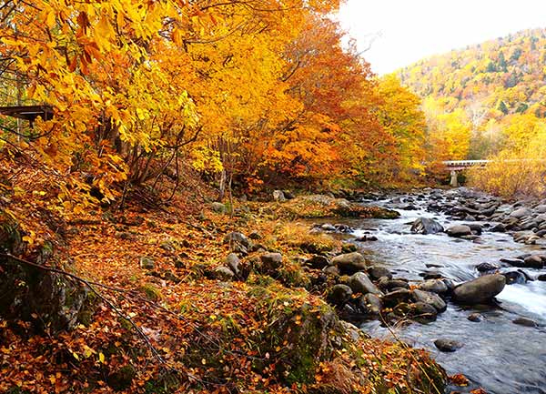 鮮やかなライトアップもあり!北海道の紅葉、ベストシーズンの予測や見頃を紹介!