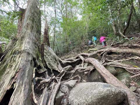 屋久島の世界遺産「縄文杉」!おすすめのトレッキングコースや見どころ・アクセス方法を紹介