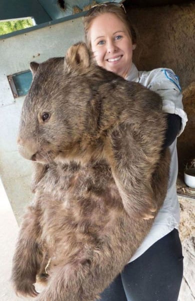 日本ではありえない巨大すぎる世界の動物10選