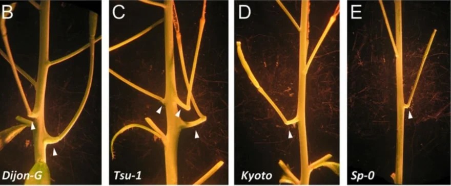 近所でもよく見かける「ペンペン草」に100年以上見過ごされてきた「新器官」を発見!
