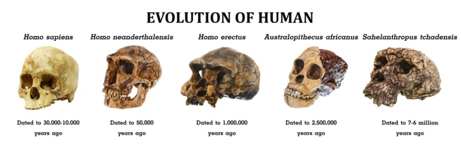 現生人のオリジナルDNAはわずか1.5〜7%しかないと判明