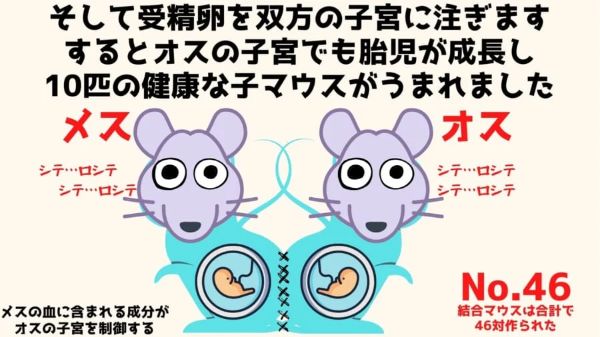 4.メスと体を縫い合わせ「子宮移植されたオスマウス」が出産成功