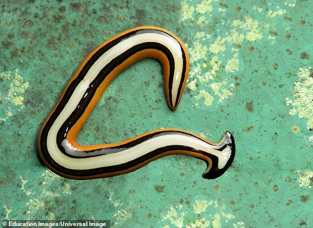 切断しても死なない「不滅の生物」がアメリカで増殖中、”切った数だけ増える”能力を持つ