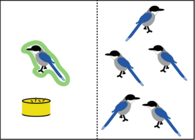鳥類も人と同じ”思いやりの同情能力”を持って、エサを貧しい仲間に施すという研究結果