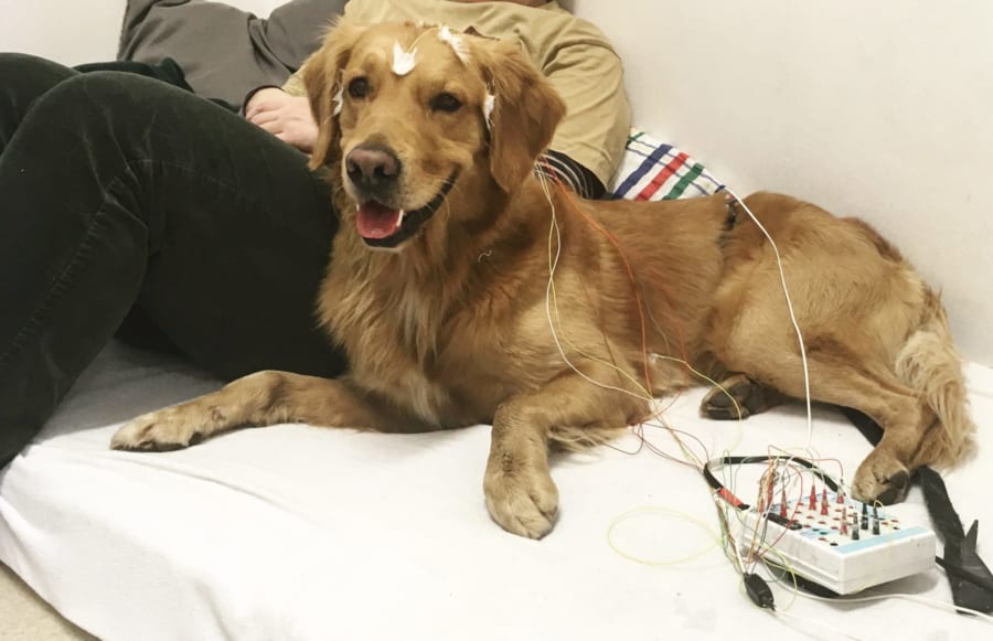 犬は人の言葉の「明らかな発音の違い」だけを聞き分けていた! 細かな単語を覚えるのは苦手