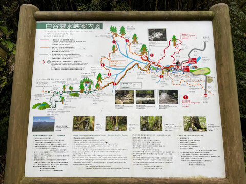 屋久島の世界遺産「縄文杉」!おすすめのトレッキングコースや見どころ・アクセス方法を紹介