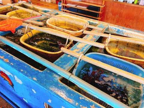 南房総のおすすめ観光スポット8選!皇室献上のびわや一面のお花畑、新鮮な魚介を満喫しよう♪