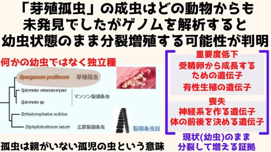 致死率ほぼ100%、皮膚から湧き出す「最凶の寄生虫」の全ゲノムを解読
