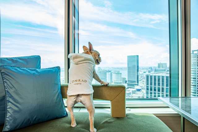 「コンラッド東京」で愛犬と贅沢な一夜を!ドッグフレンドリー宿泊プラン