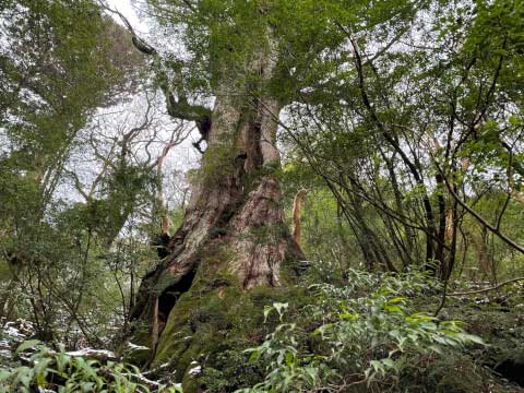 屋久島の世界遺産「縄文杉」!おすすめのトレッキングコースや見どころ・アクセス方法を紹介