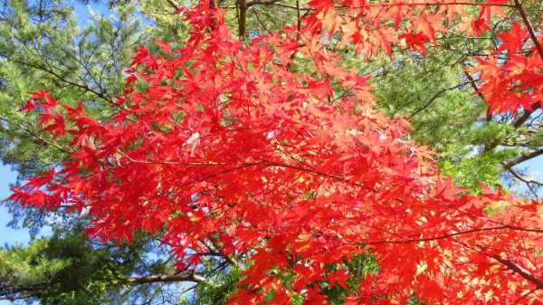 圧巻の眺めを満喫、鳴子峡の紅葉の見どころを解説!散策後に寄れる観光スポットも!