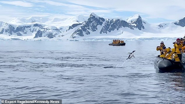決死の大ジャンプ! シャチに追われるペンギンの逃走劇が胸アツ