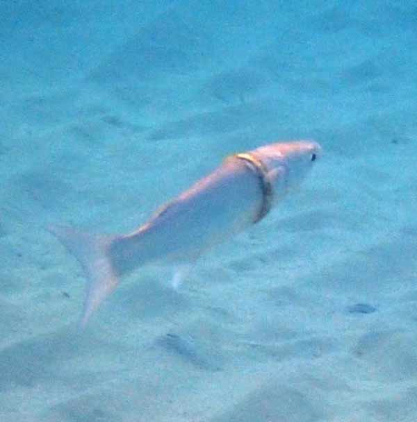 奇跡!海に落とした「結婚指輪」をはめた白魚が見つかる(オーストラリア)