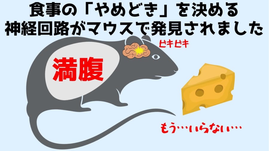 食事の「やめどき」を制御する脳の神経回路が見つかる、破壊すると太り続けると判明