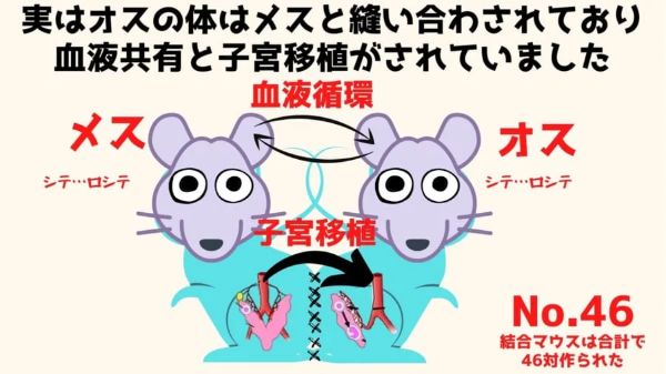 3.メスと体を縫い合わせ「子宮移植されたオスマウス」が出産成功