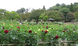 【連載】ドライブで楽しむおすすめの旅 ~ 秋の山形でお花見と味覚を堪能~