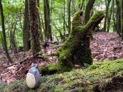 屋久島の世界遺産「縄文杉」!おすすめのトレッキングコースや見どころ・アクセス方法を紹介