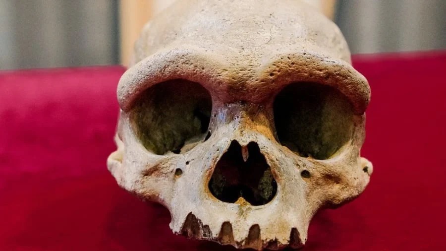 未知の人類「ドラゴンマン」を中国で発見、ネアンデルタールより現生人類に近縁である可能性