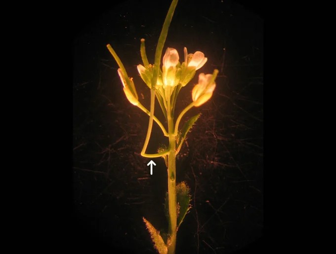 近所でもよく見かける「ペンペン草」に100年以上見過ごされてきた「新器官」を発見!