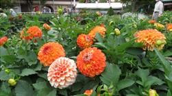 【連載】ドライブで楽しむおすすめの旅 ~ 秋の山形でお花見と味覚を堪能~
