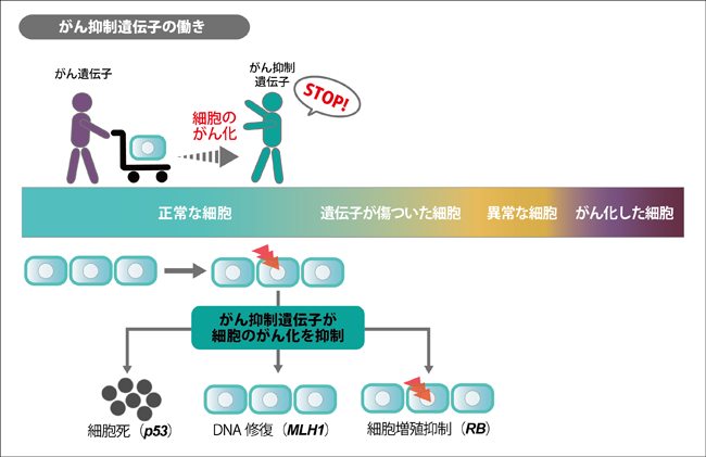 細胞をたくさん持つクジラが「がん」にならない理由を解明! 人間の治療にも役立つ発見