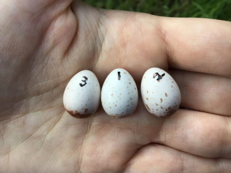 ヒナは親鳥の声を「卵の中から」学習していた