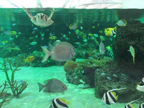 南房総のおすすめ観光スポット8選!皇室献上のびわや一面のお花畑、新鮮な魚介を満喫しよう♪