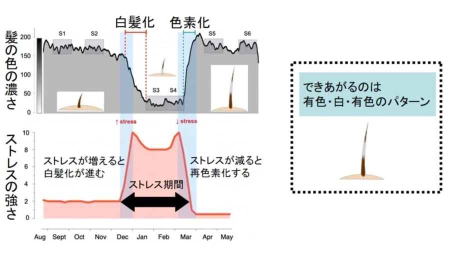 脱ストレスで「白髪は元に戻る」と明らかに