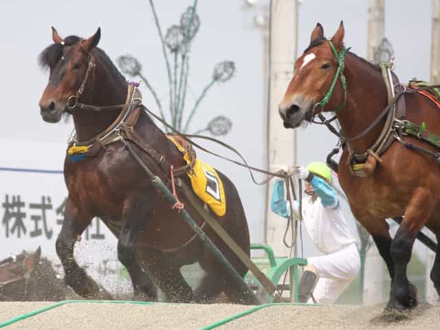 ばんえい競馬を見に帯広へ