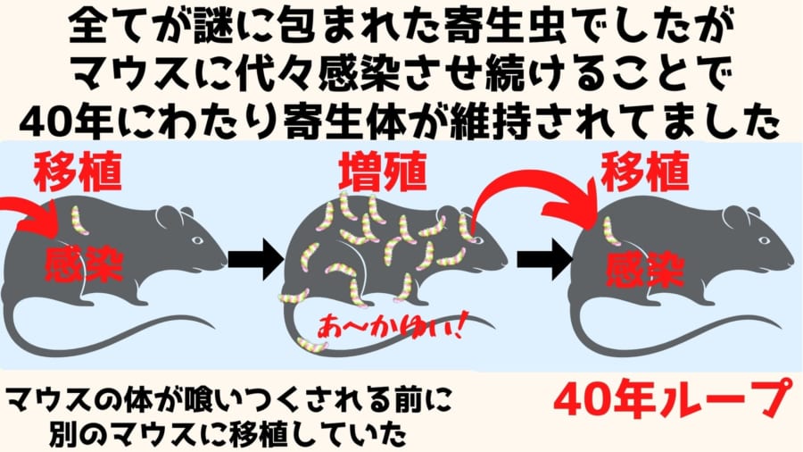 致死率ほぼ100%、皮膚から湧き出す「最凶の寄生虫」の全ゲノムを解読