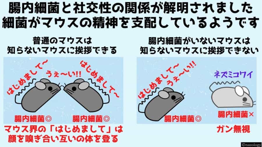腸内細菌を持たないマウスが「ボッチ」になる理由が明らかに