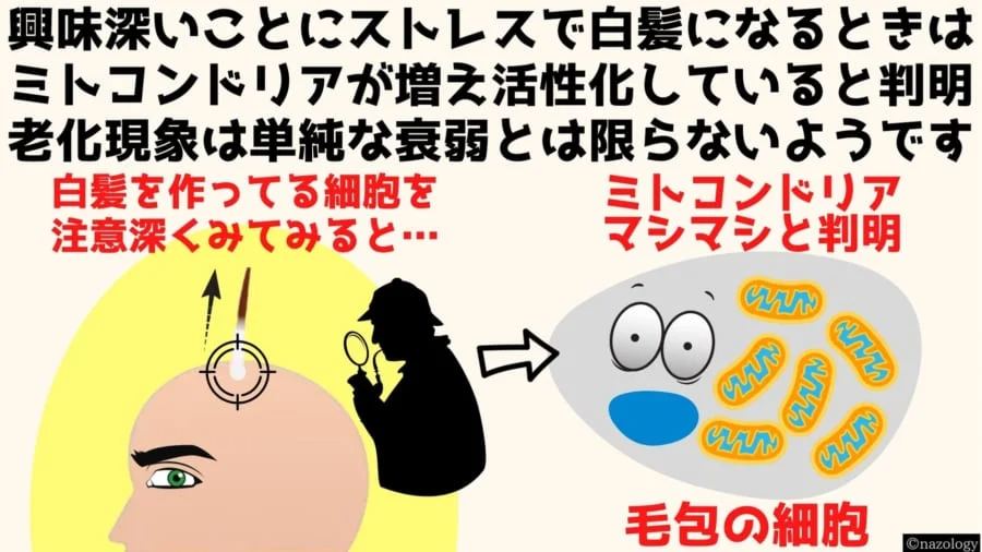 脱ストレスで「白髪は元に戻る」と明らかに