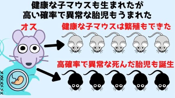 5.メスと体を縫い合わせ「子宮移植されたオスマウス」が出産成功