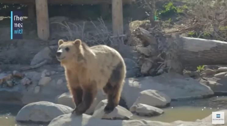 野生でホッキョクグマとグリズリーの「ハイブリッド種」が増加中