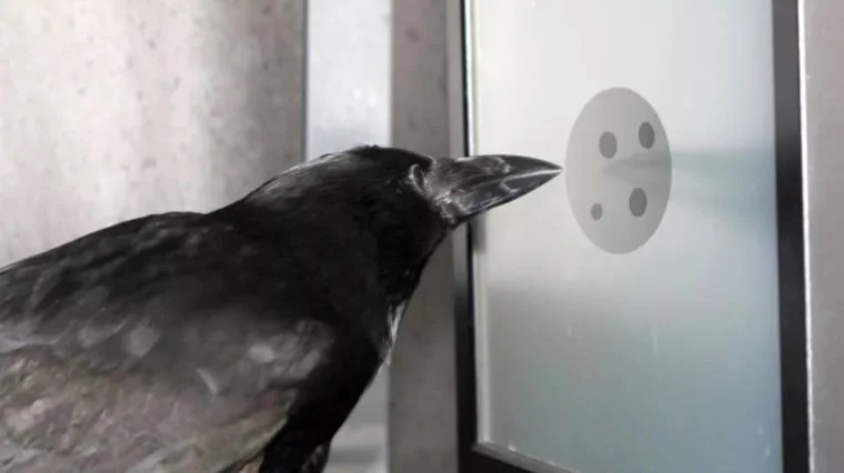 カラスは「ゼロの概念」を理解できると明らかに