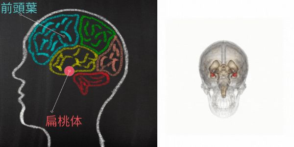 暗闇に恐怖を感じる脳内メカニズムが明らかに、光が扁桃体の活動を抑制していた