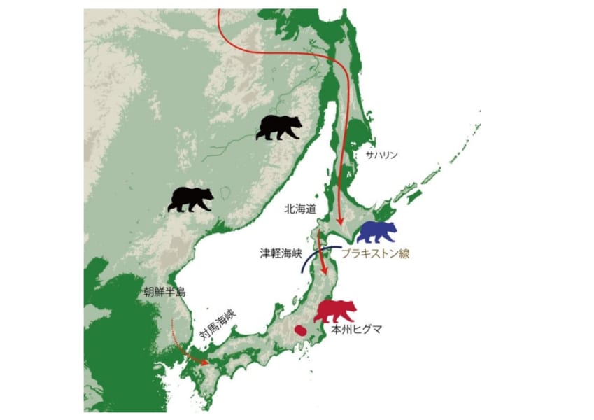 かつて本州に生息していた巨大なヒグマのルーツが明らかになる