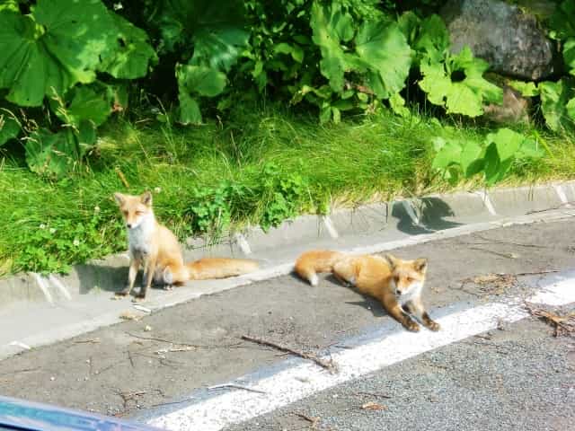 遭遇率100%?北海道の北きつね事情を5分で解説