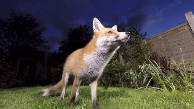 都会のキツネは田舎のキツネより「ペット化」が進んでいると判明