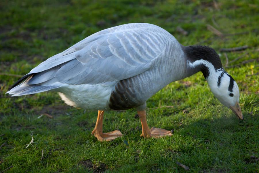 鳥はなぜ酸素の薄いエベレストを越えて飛べるの?